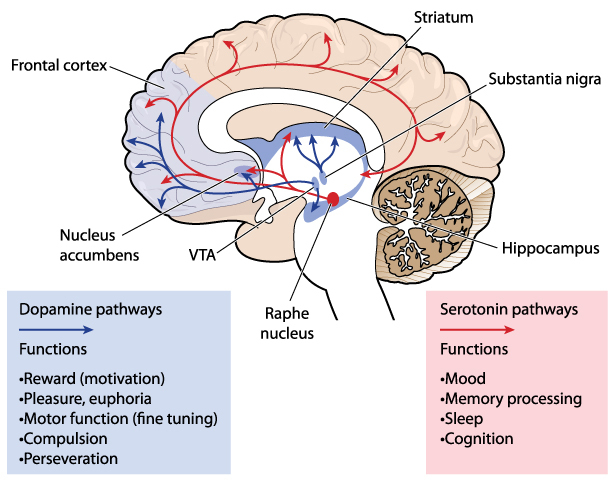 dopamine