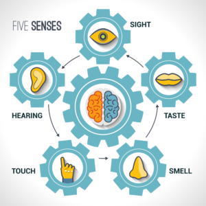 five-senses