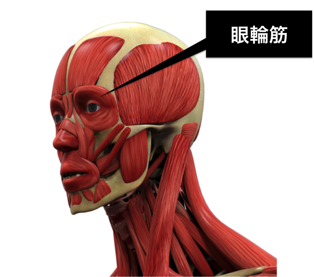 muscle02