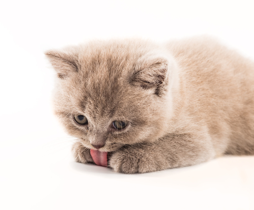 shutterstock_450241240