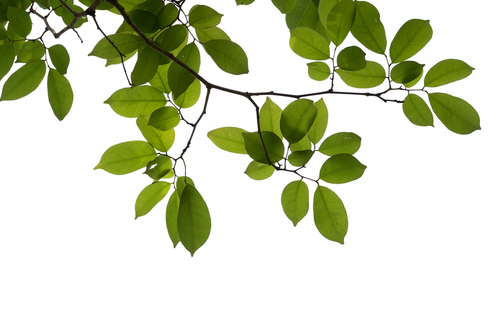 shutterstock_357497762